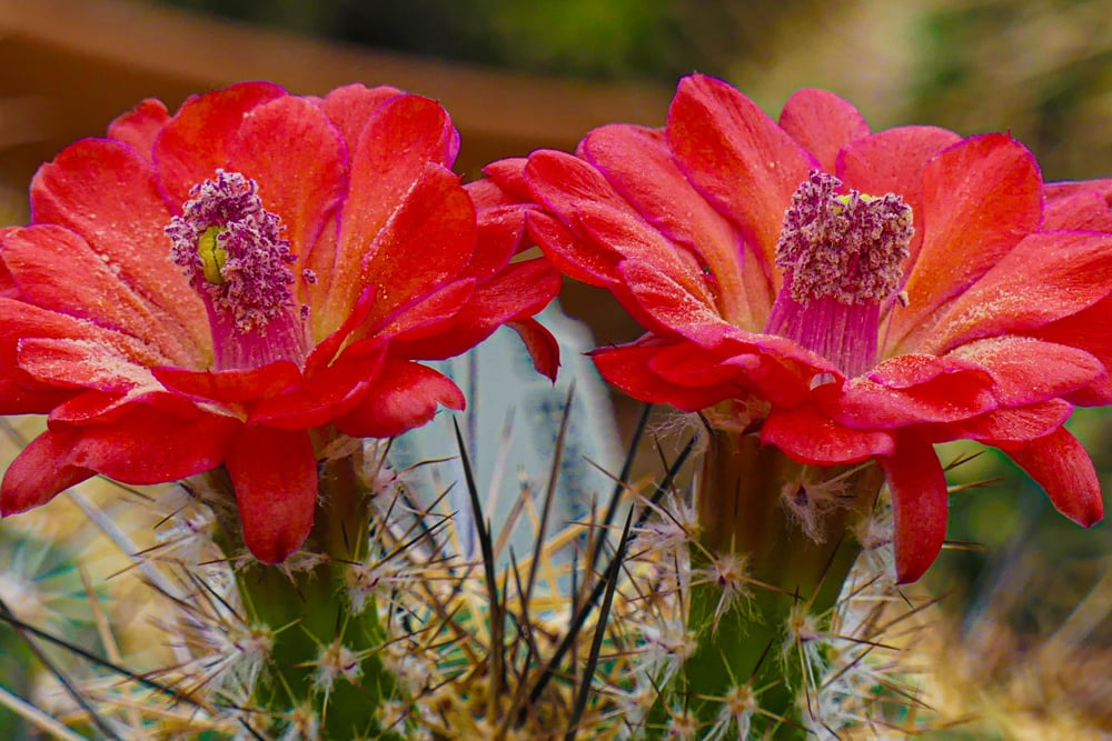 turf-n-ornamental_310A