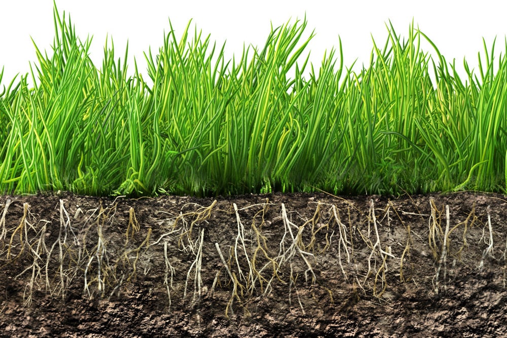 turf-n-ornamental_fenix